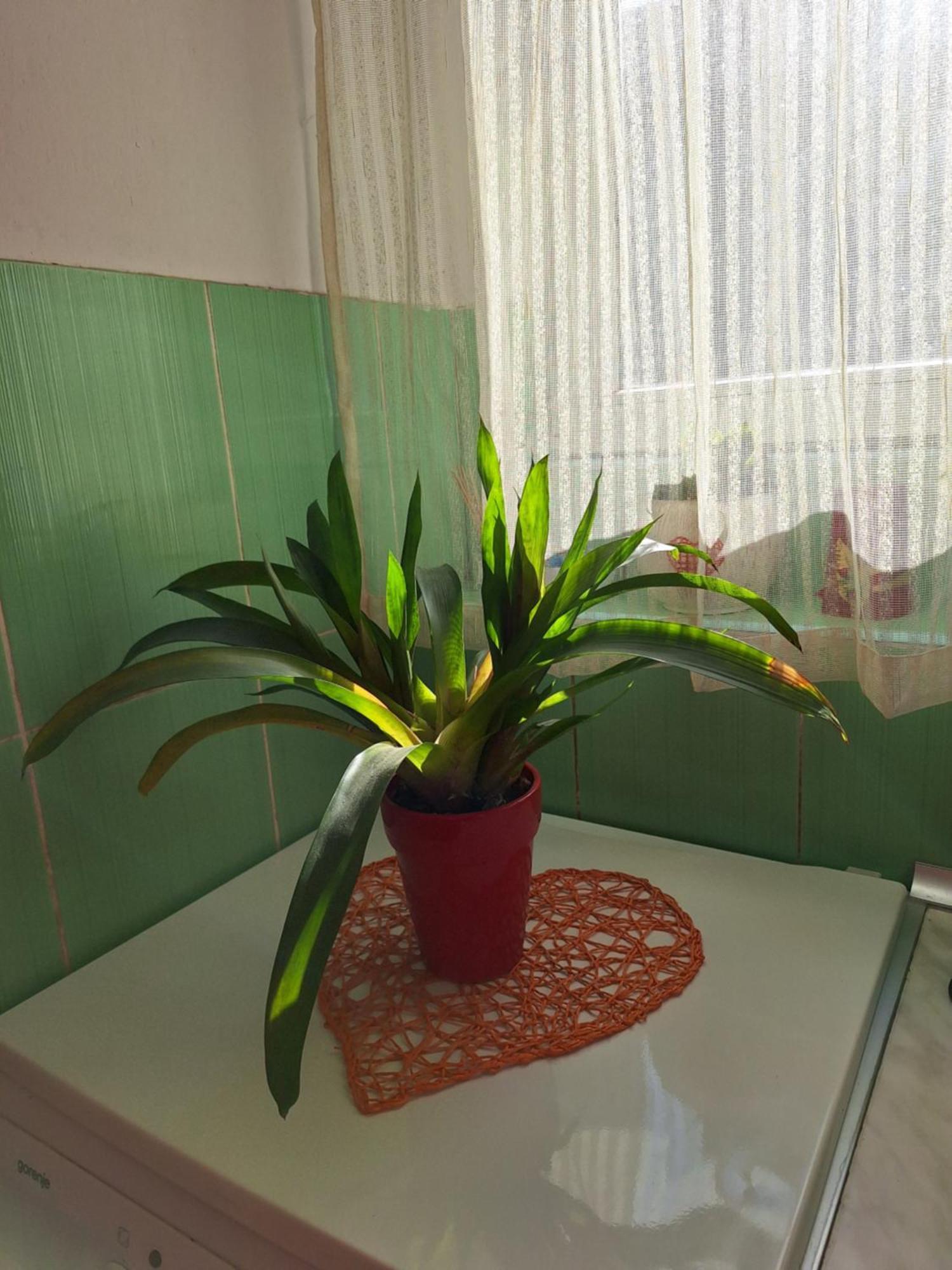 Apartman Maja Beograd Eksteriør bilde